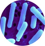 Zapewnić Poprawia immunologicznego Lactobacillus reuteri Powder Probiotyki Protect żołądek