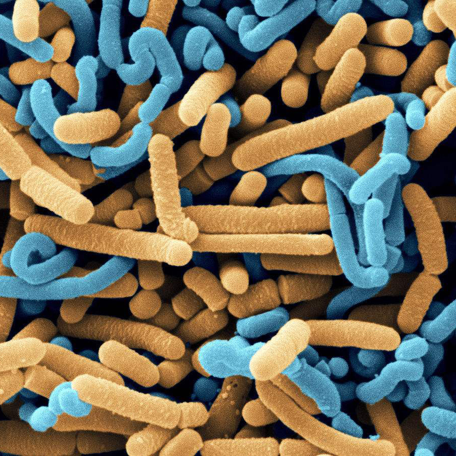 Monostrain Probiotyki proszek Lactobacillus fermentacja w przemyśle spożywczym dla soku warzyw owocowego