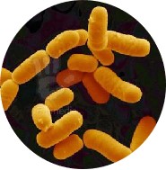 Lactobacillus rhamnosus