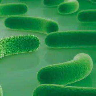 Probiotyki Monostrain Proszek Klasa żywności Lactobacillus Acidophilus